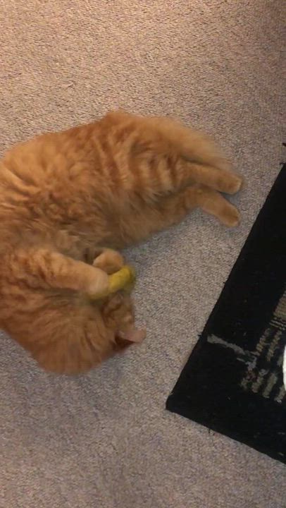 Enlarge Nemo, an adopted mixed breed in Sacramento, CA video 3/6