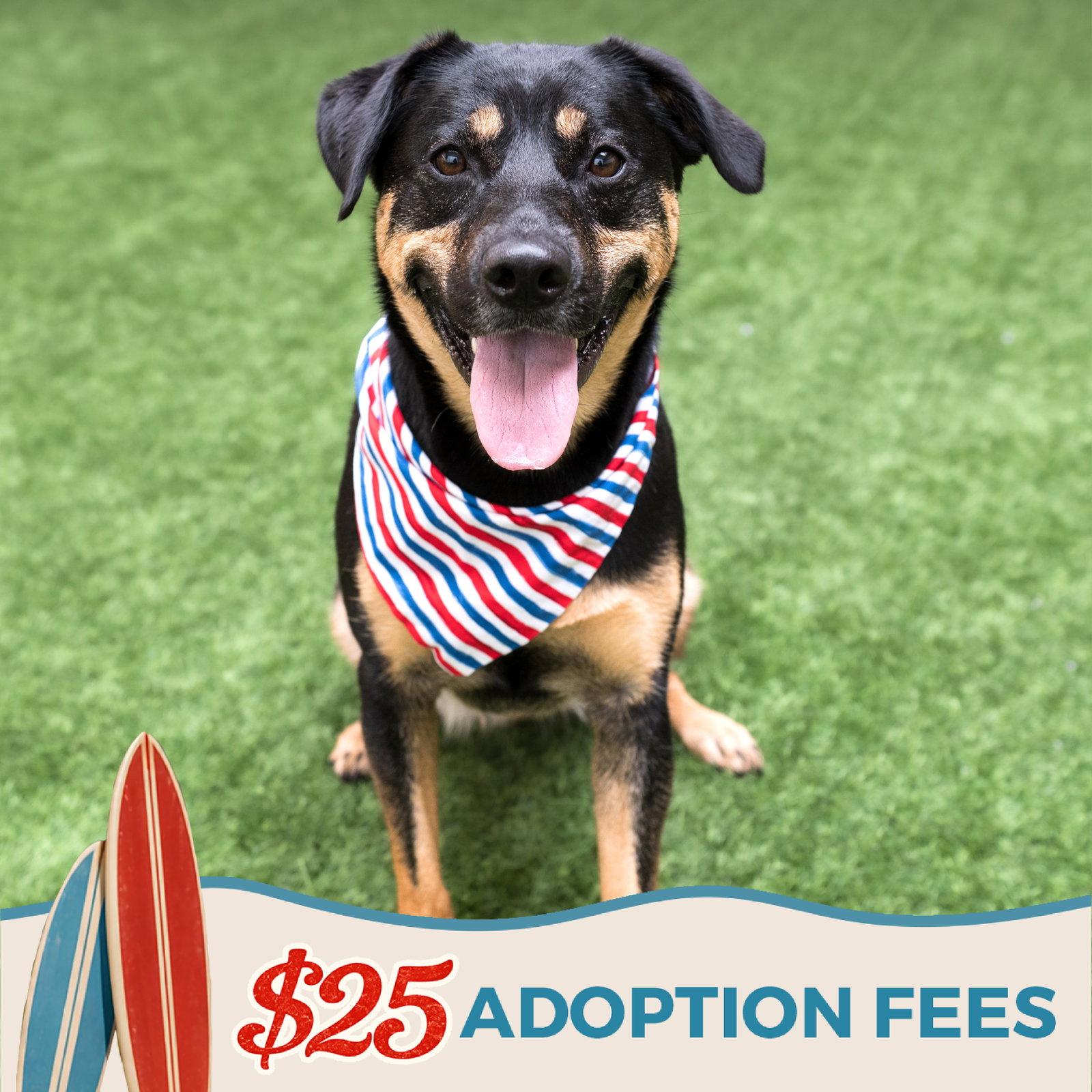 Zelda, Adoptable, Adult Female German Shepherd Dog & Rottweiler.