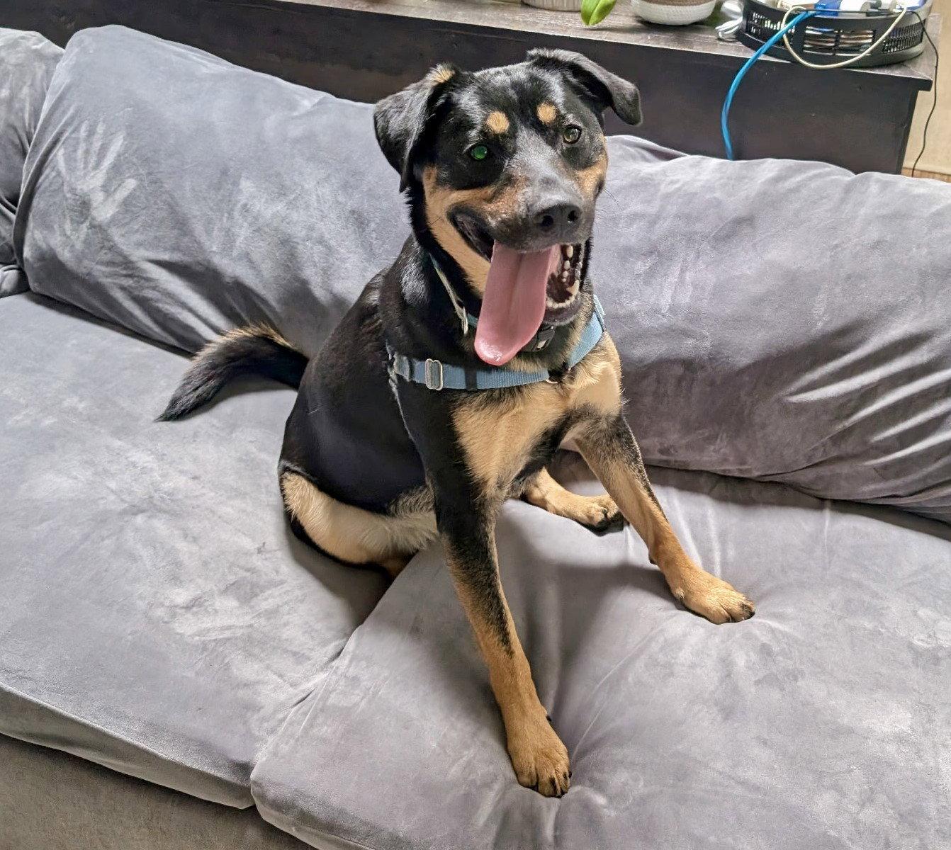 Enlarge Zelda, a Adoptable mixed breed in Burlingame, CA image 2/3