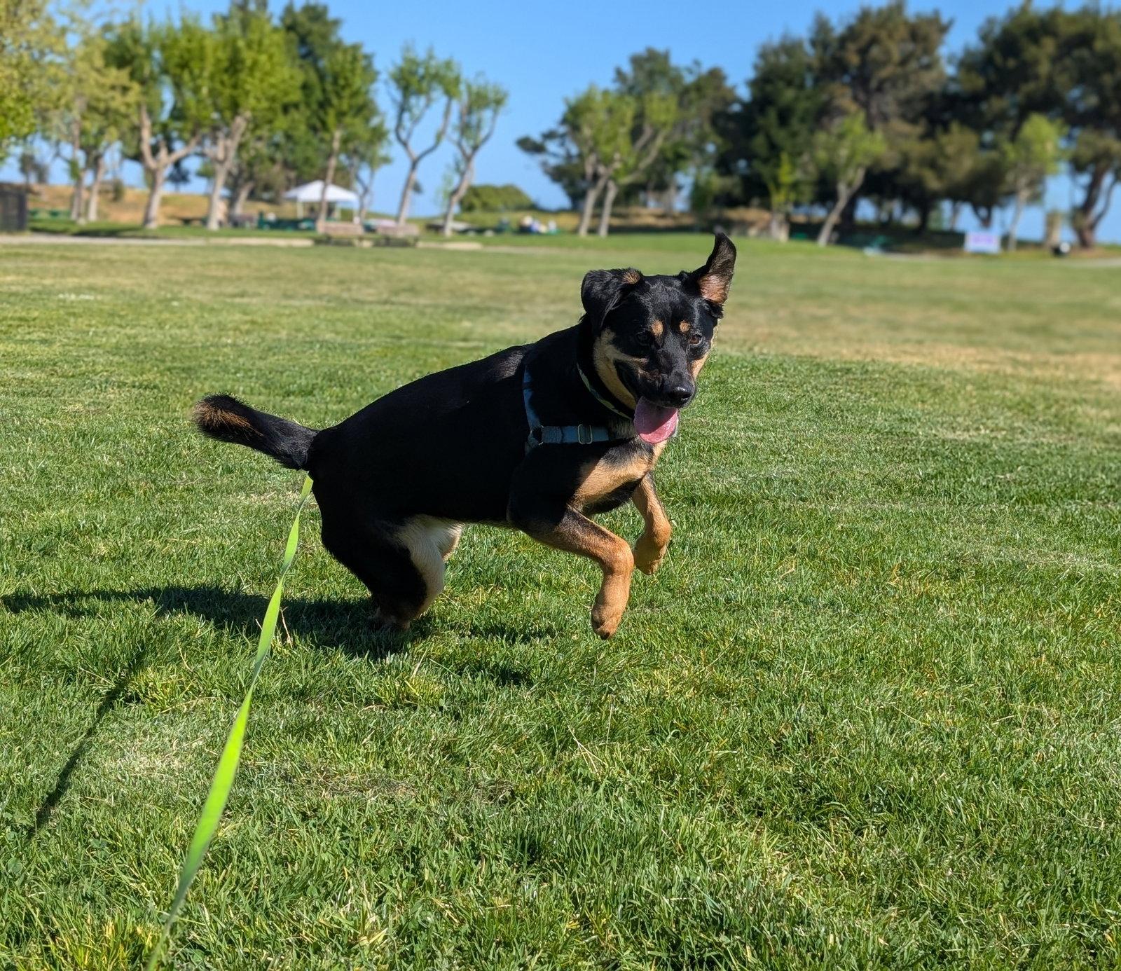 Enlarge Zelda, a Adoptable mixed breed in Burlingame, CA image 3/3