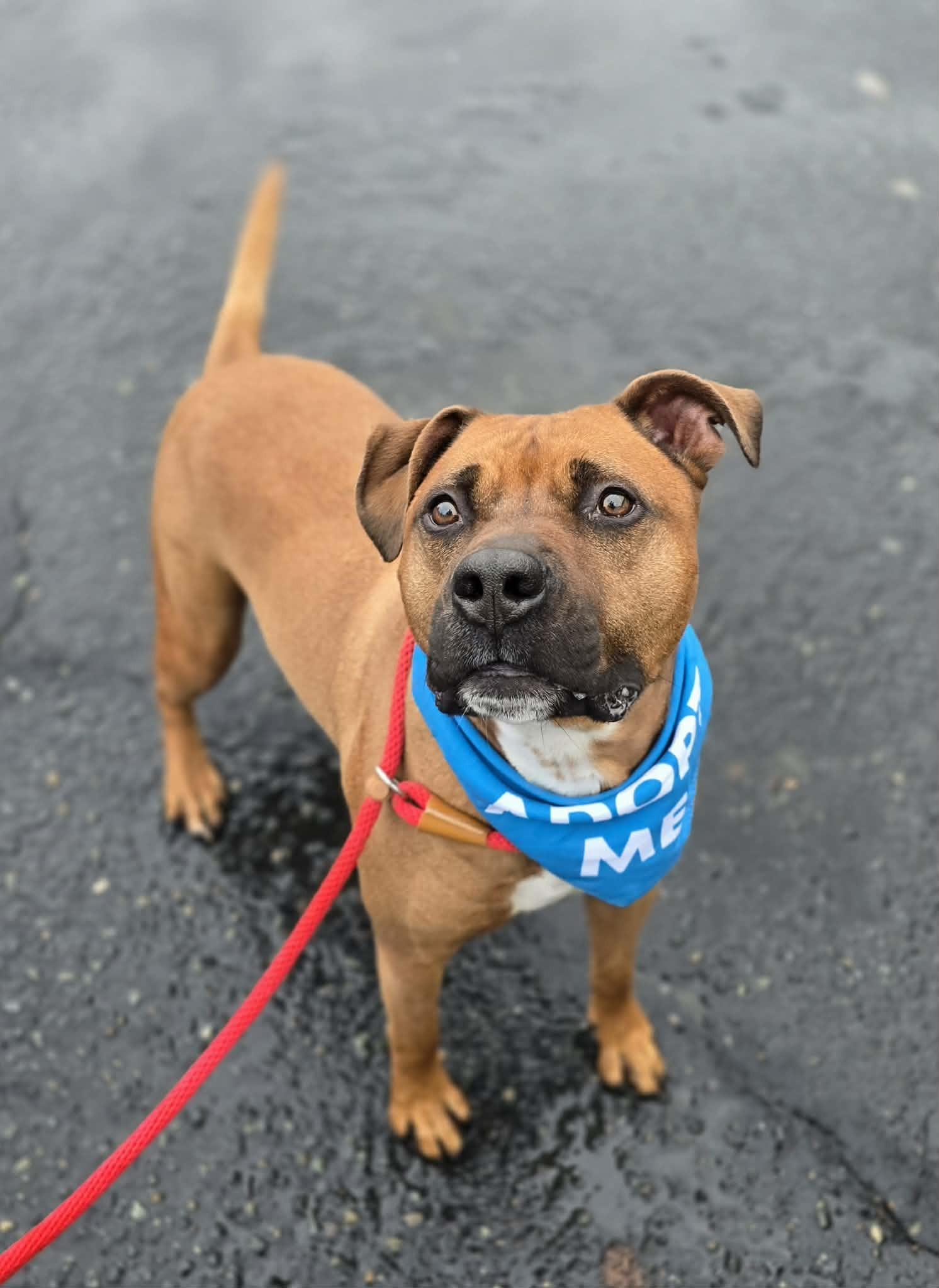 Enlarge Sinatra, a ADOPTABLE mixed breed in Grants Pass, OR image 3/4