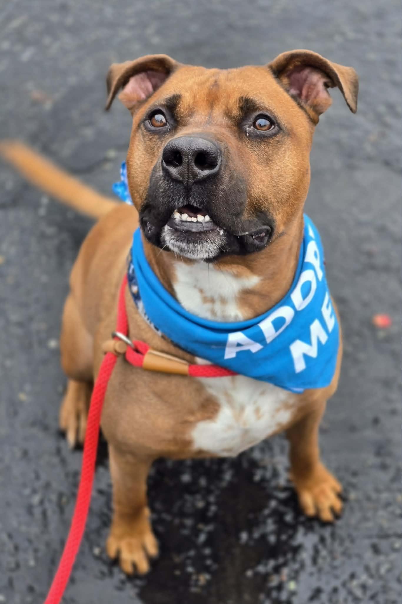 Enlarge Sinatra, a ADOPTABLE mixed breed in Grants Pass, OR image 1/4