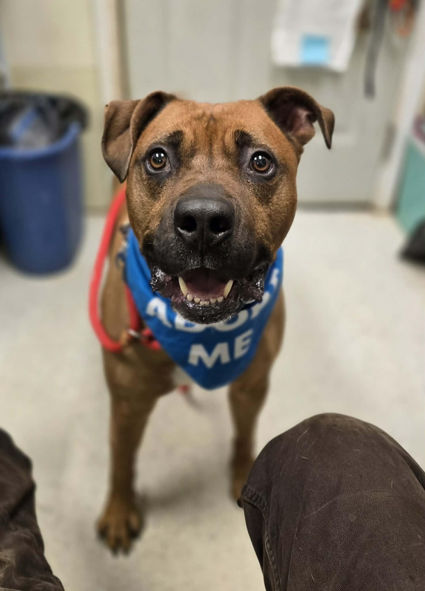 Enlarge Sinatra, a ADOPTABLE mixed breed in Grants Pass, OR image 4/4