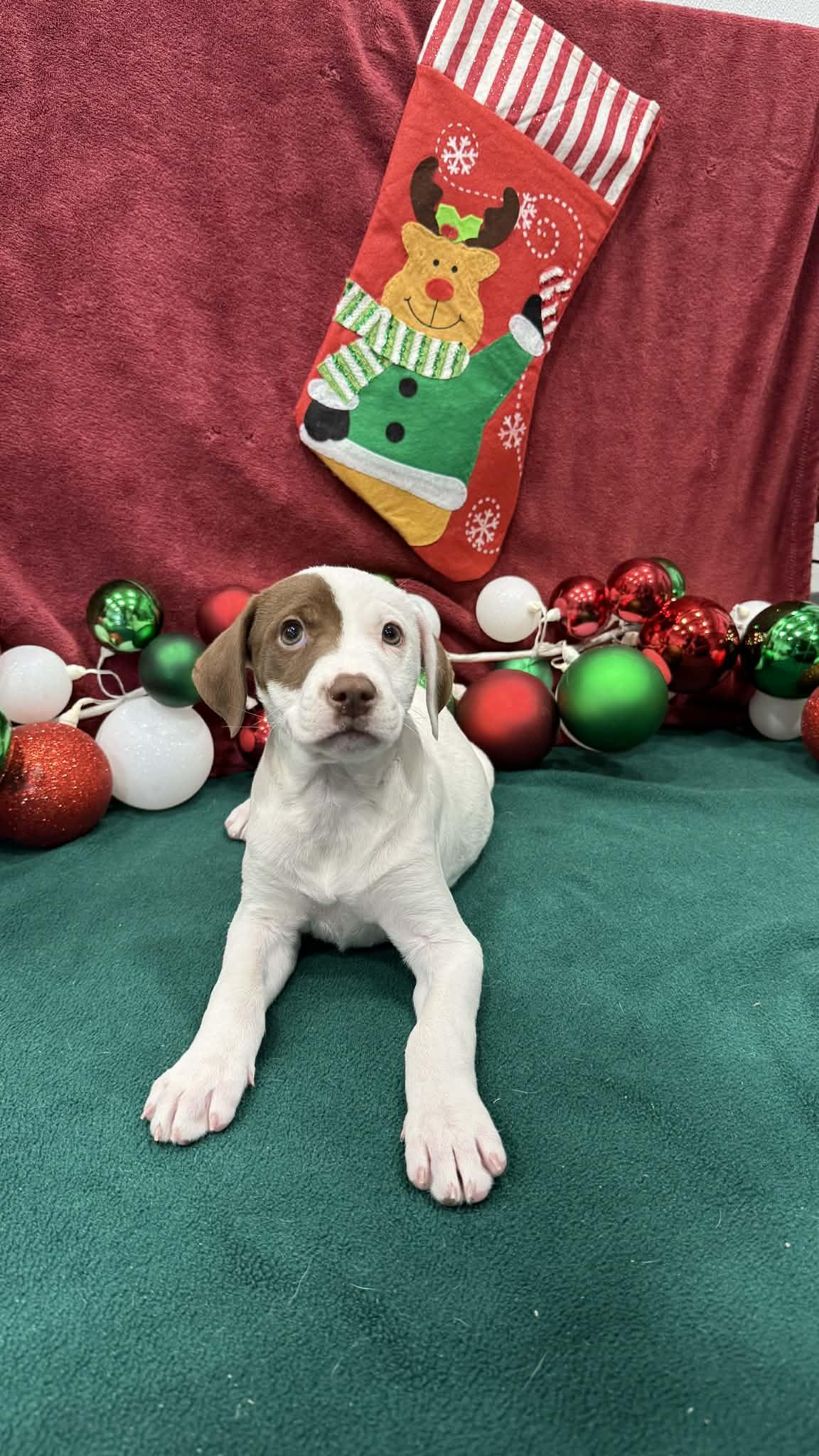 Annie, adoptable, Puppy Female Labrador Retriever.