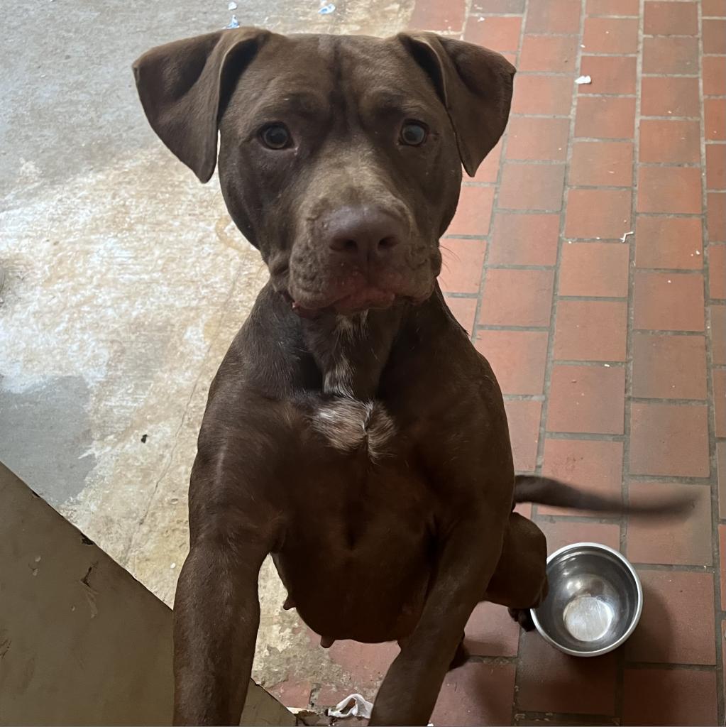 Smalls, Adoptable, Adult Female Pit Bull Terrier.
