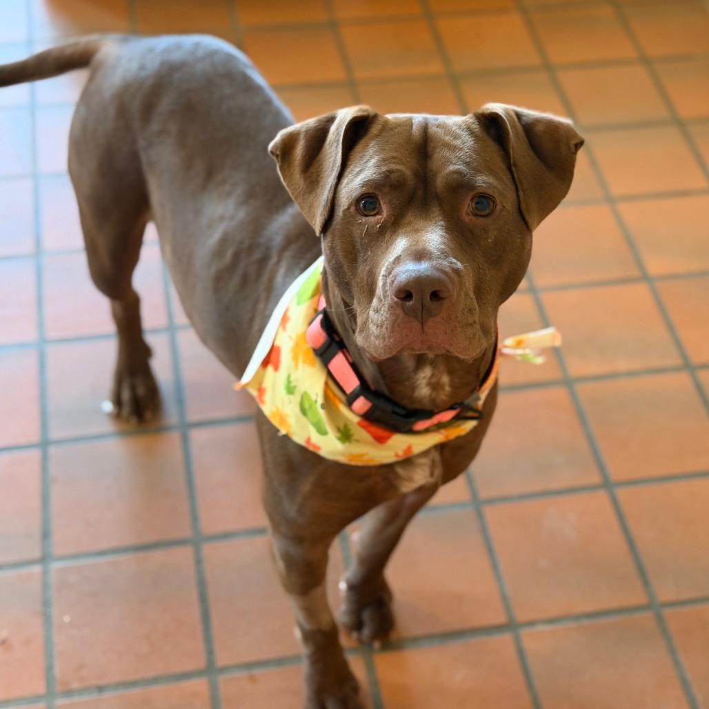 Enlarge Smalls, a Adoptable Pit Bull Terrier in Birmingham, AL image 2/2
