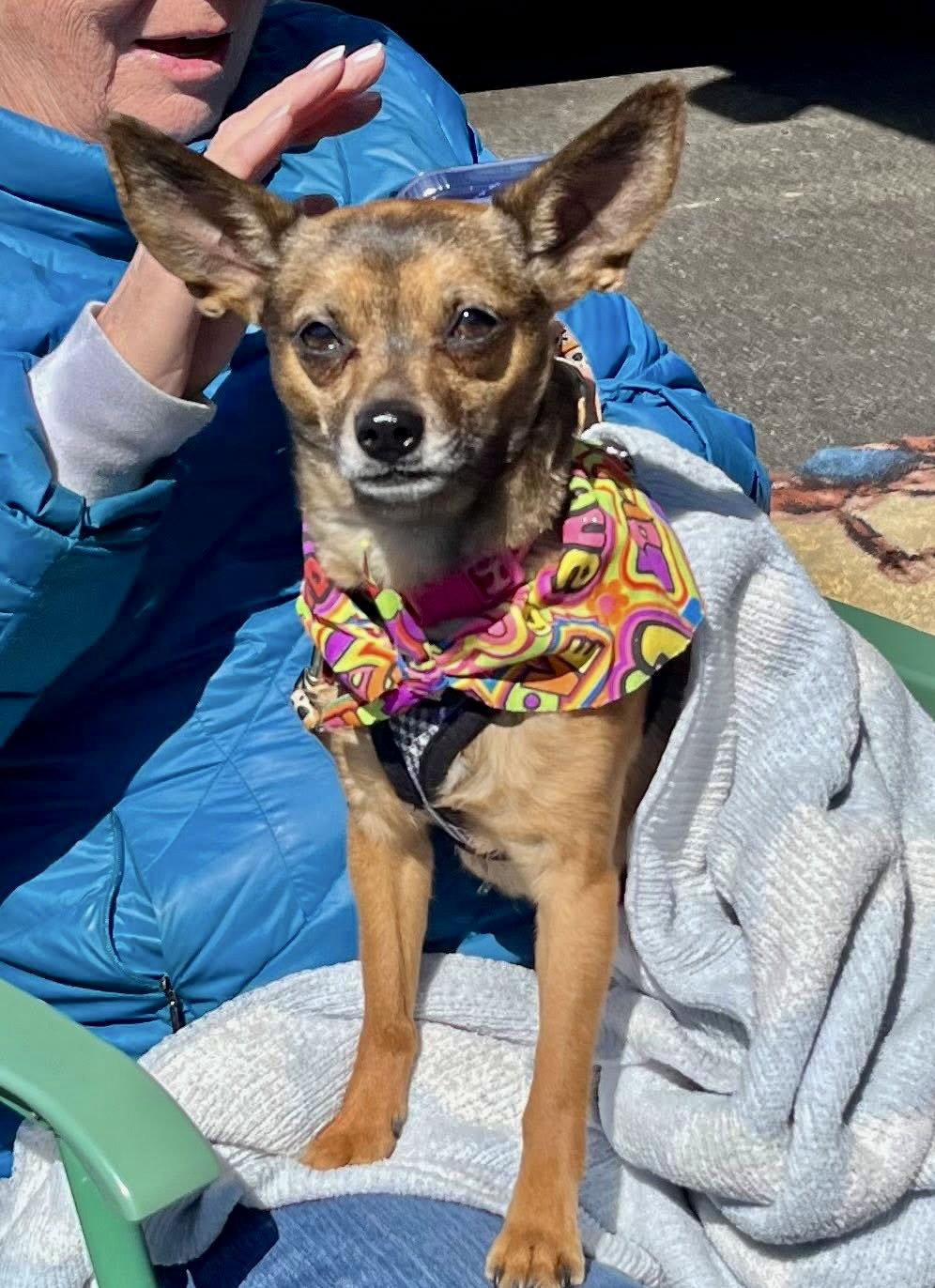 Cookie, Adoptable, Adult Female Chihuahua.