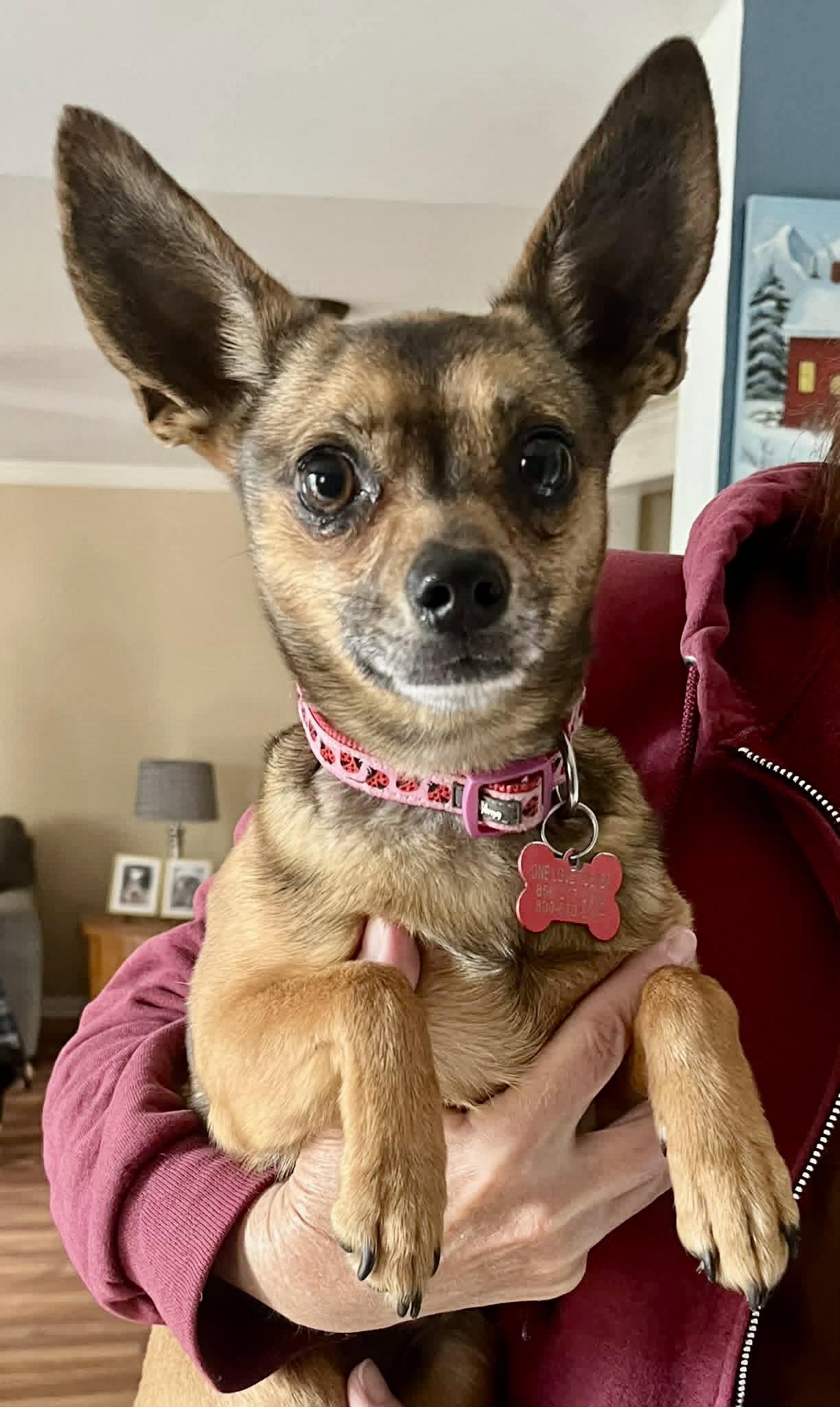 Cookie, a Adoptable Chihuahua in Blackwood, NJ image 1/3