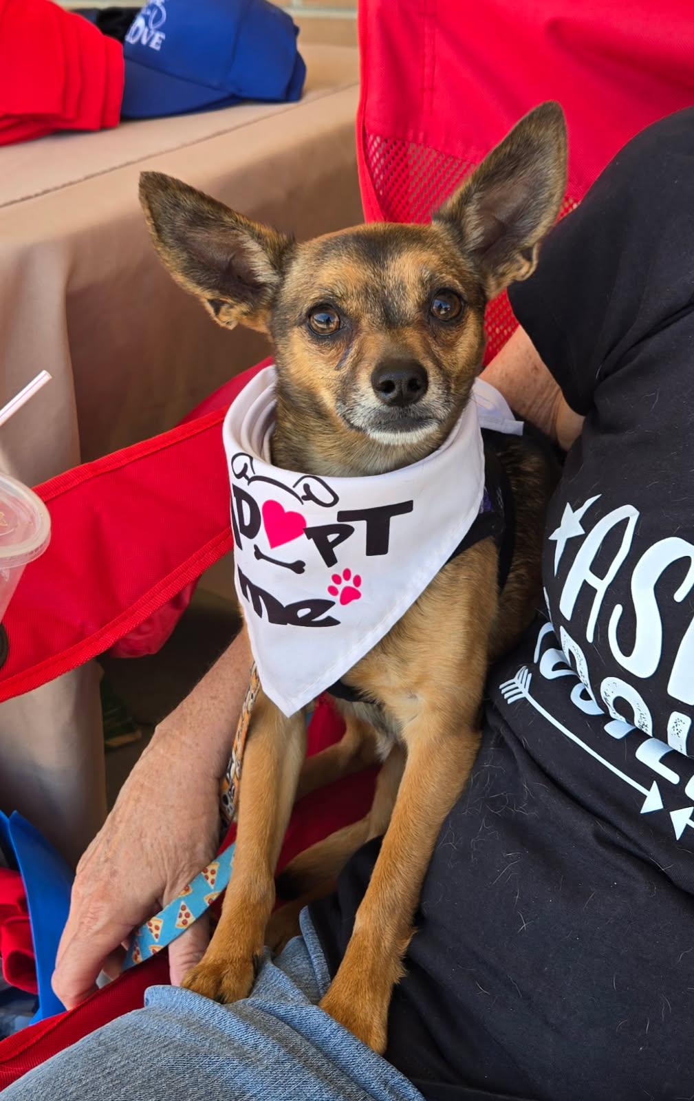 Cookie, a Adoptable Chihuahua in Blackwood, NJ image 2/3