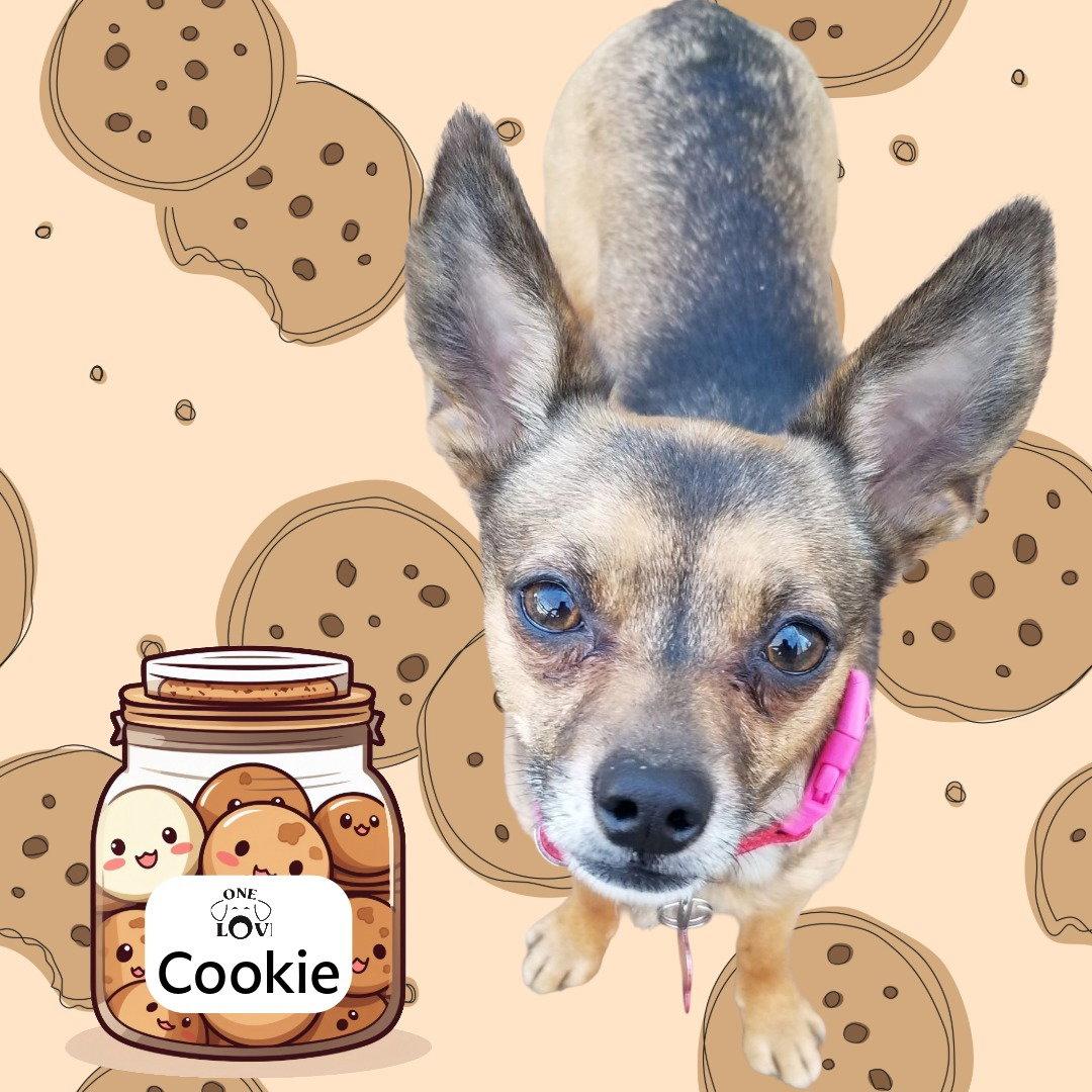 Enlarge Cookie, a Adoptable Chihuahua in Blackwood, NJ image 2/3