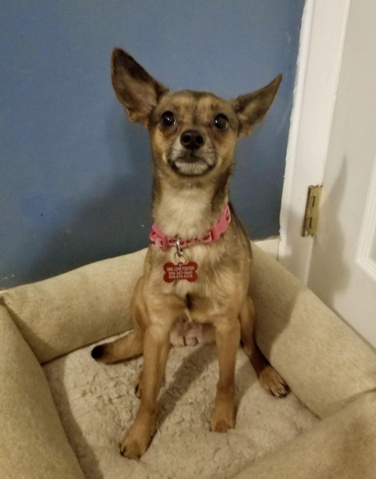 Enlarge Cookie, a Adoptable Chihuahua in Blackwood, NJ image 2/3