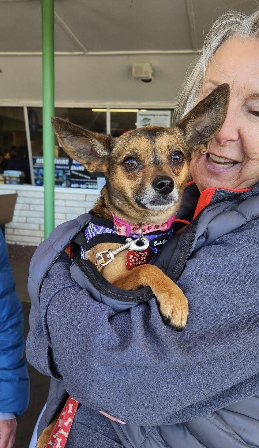 Enlarge Cookie, a Adoptable Chihuahua in Blackwood, NJ image 3/3