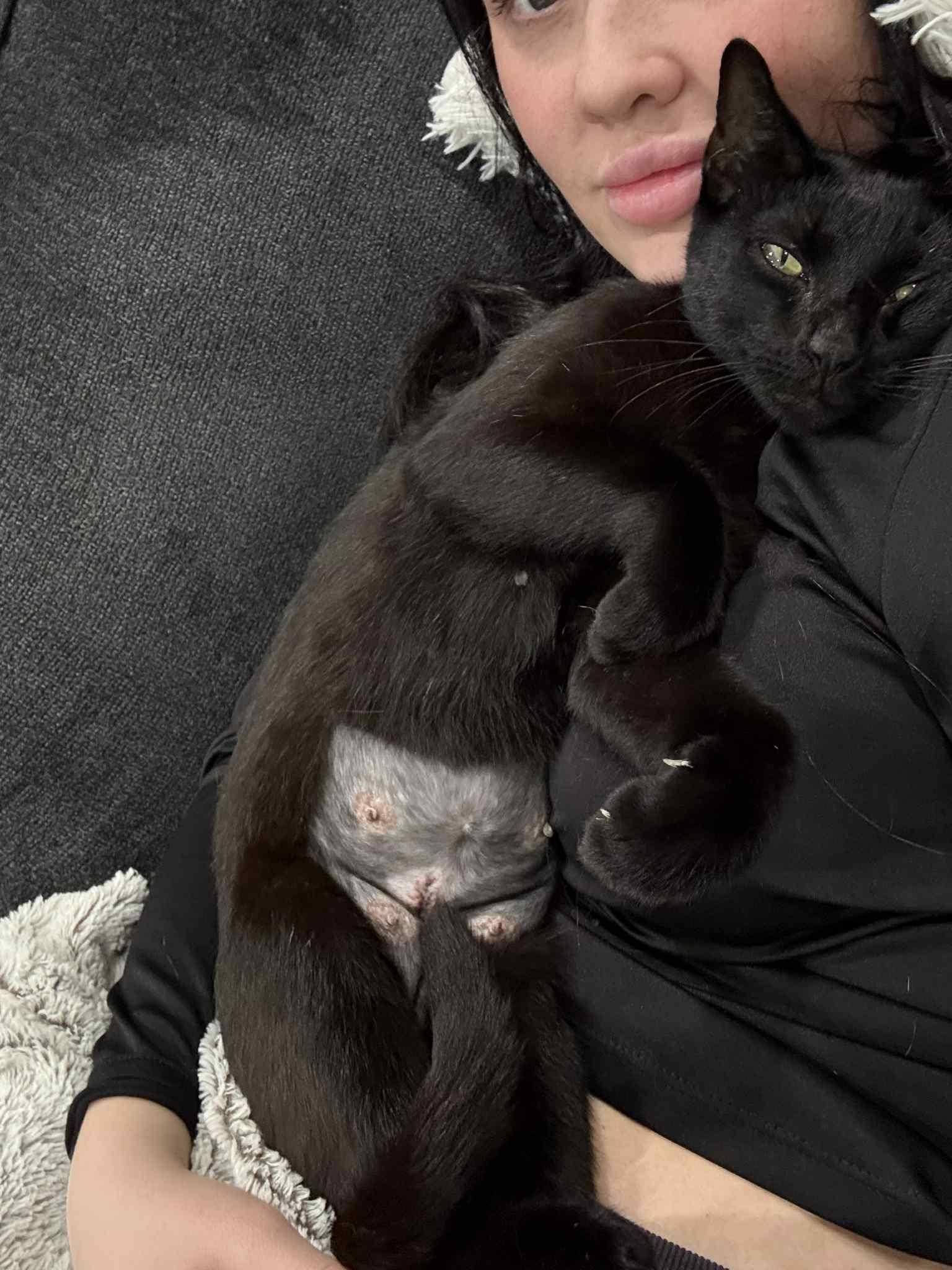 Luna, Adoptable, Adult Female Domestic Short Hair.