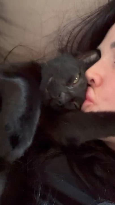 Enlarge Luna, a Adoptable Domestic Short Hair in Winnetka, IL video 6/6