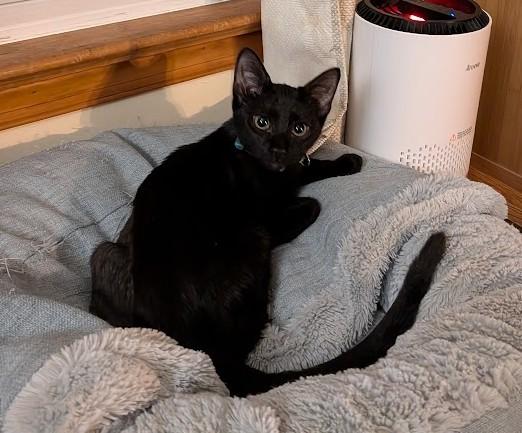 USHER, Adoptable, Kitten Female Domestic Short Hair.