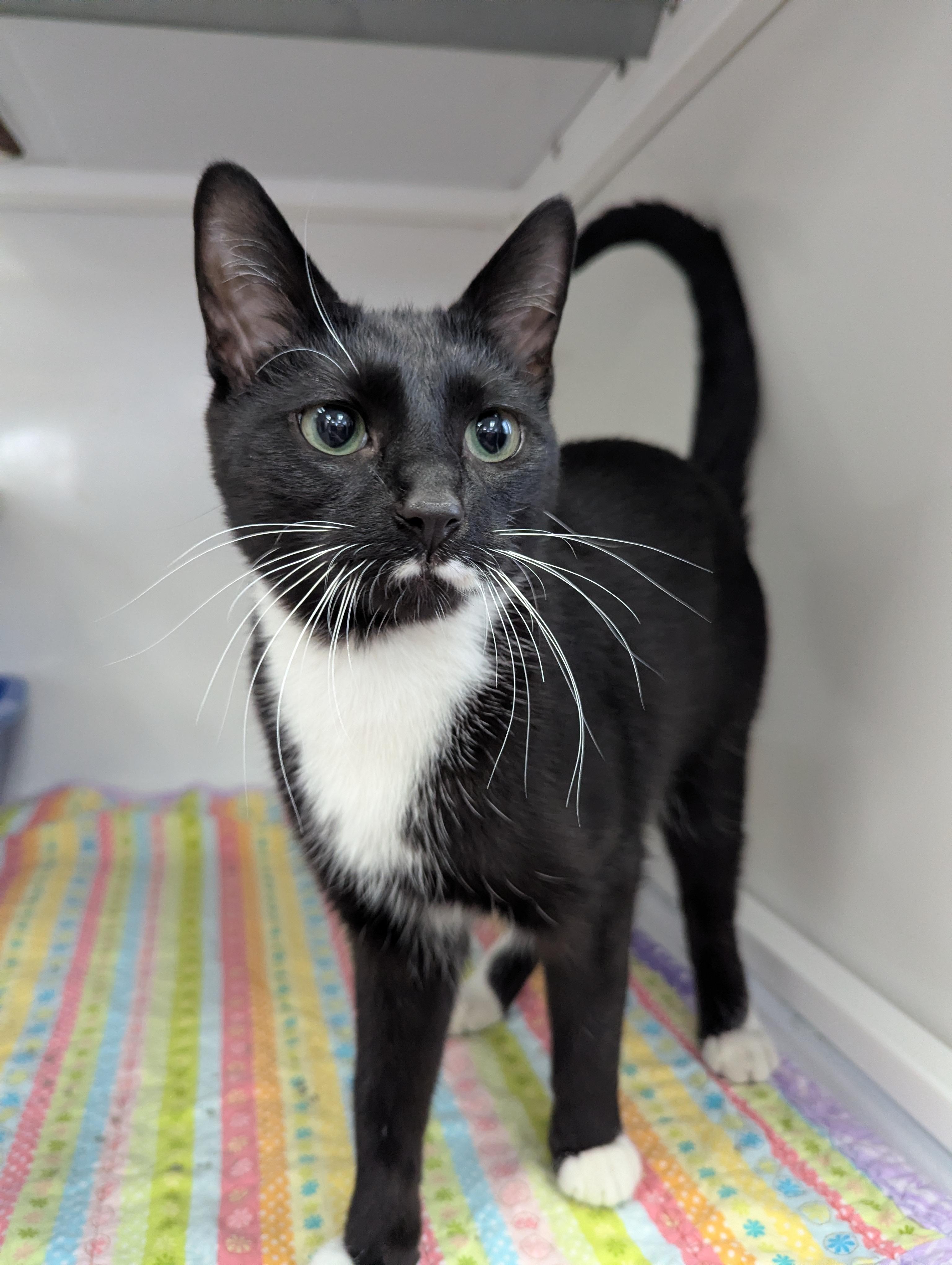 Moog, Adoptable, Adult Male Domestic Short Hair.