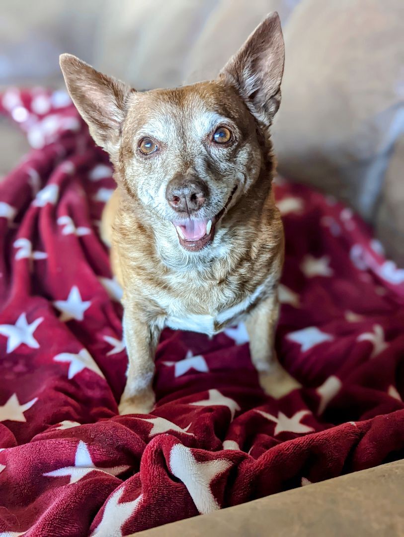 Myrtle, a Adoptable mixed breed in Dewey, AZ image 1/5