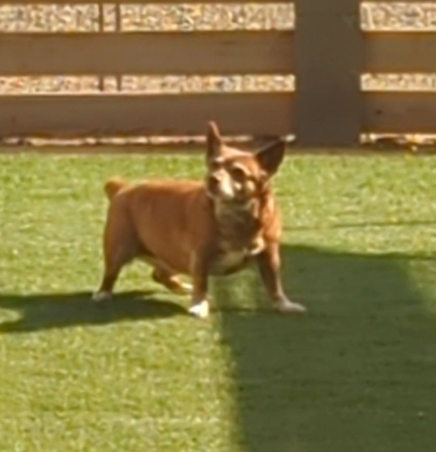 Myrtle, a Adoptable mixed breed in Dewey, AZ image 3/5