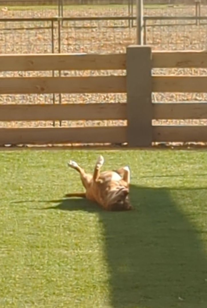 Myrtle, a Adoptable mixed breed in Dewey, AZ image 4/5