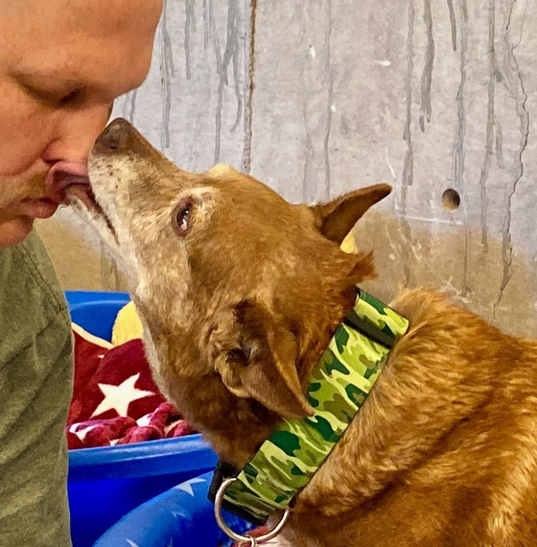 Myrtle, a Adoptable mixed breed in Dewey, AZ image 5/5