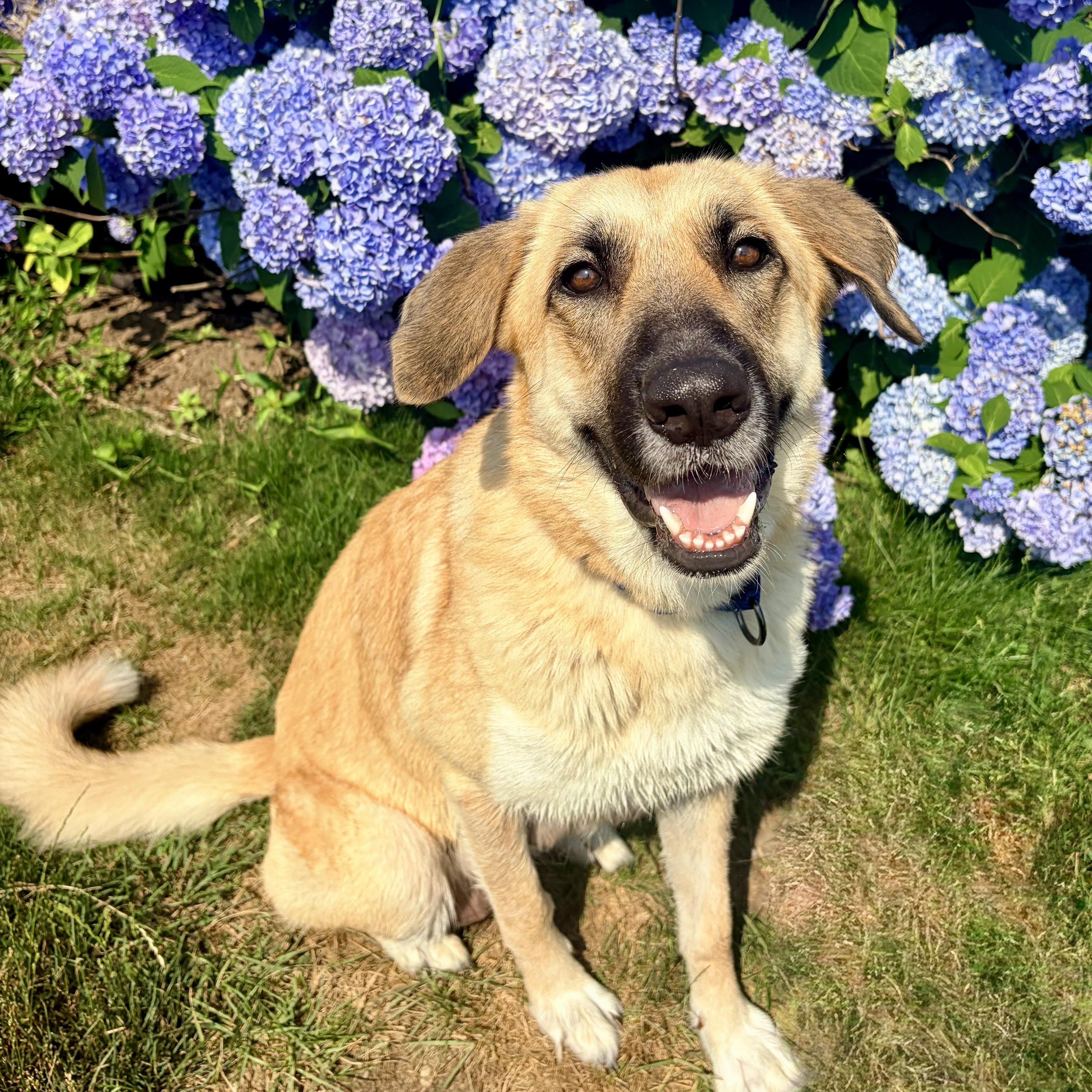Enlarge MARIGOLD-local, a ADOPTABLE mixed breed in Warwick, RI image 1/6