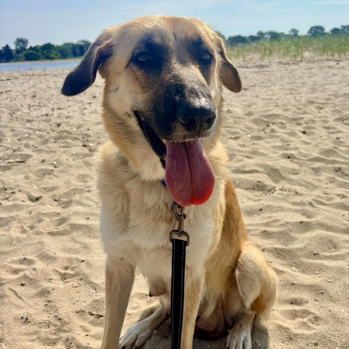 Enlarge MARIGOLD-local, a ADOPTABLE mixed breed in Warwick, RI image 6/6