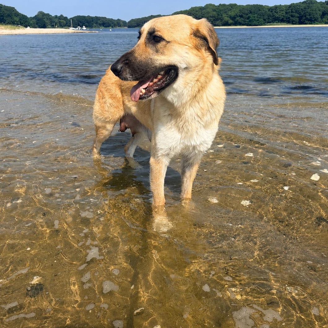 Enlarge MARIGOLD-local, a ADOPTABLE mixed breed in Warwick, RI image 4/6