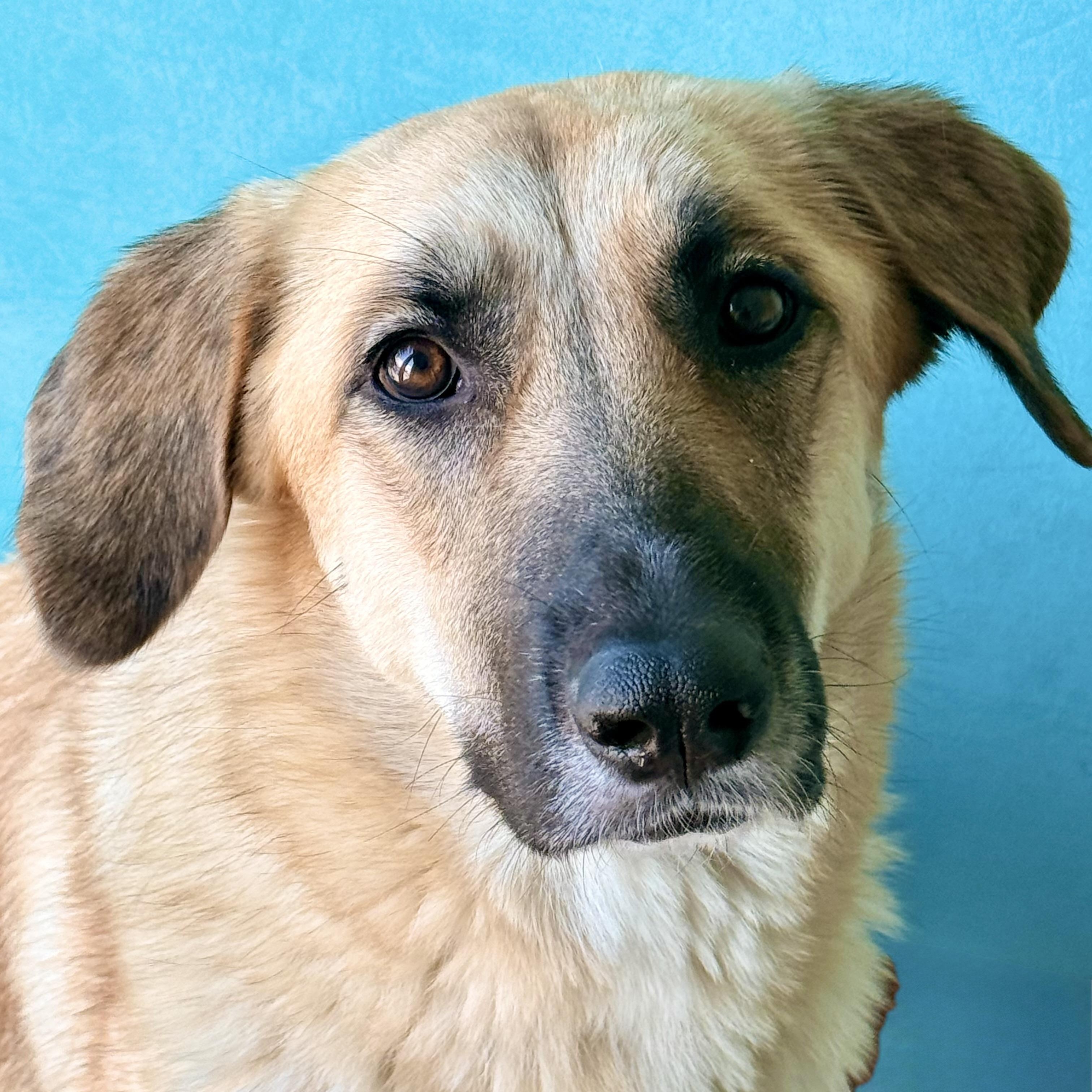 Enlarge MARIGOLD-local, a ADOPTABLE mixed breed in Warwick, RI image 3/6