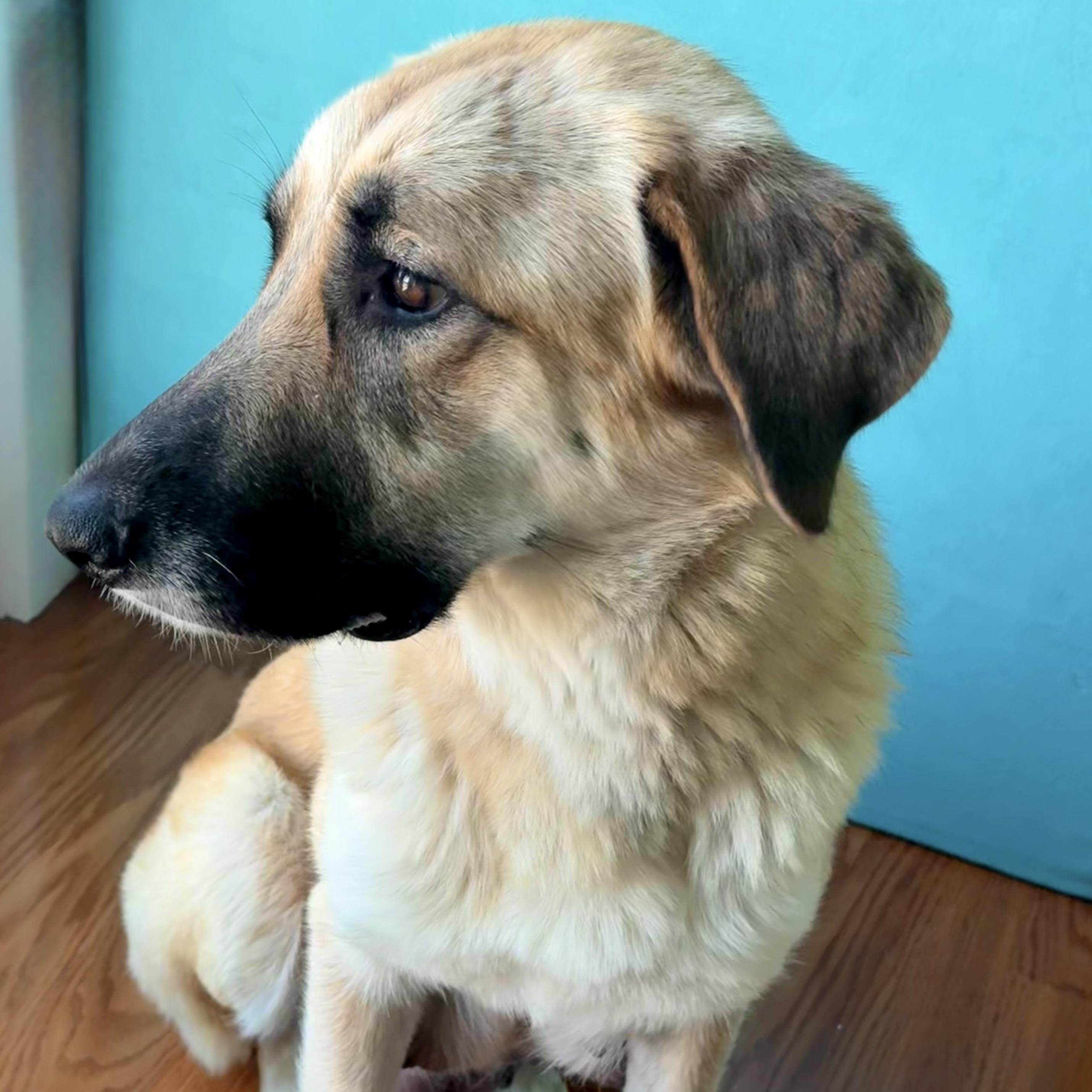 Enlarge MARIGOLD-local, a ADOPTABLE mixed breed in Warwick, RI image 5/6