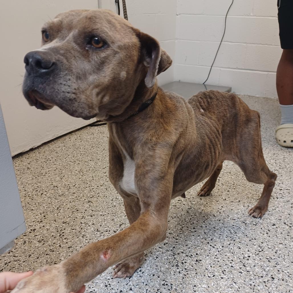 Powdered Cocoa, Adoptable, Adult Female American Bulldog.