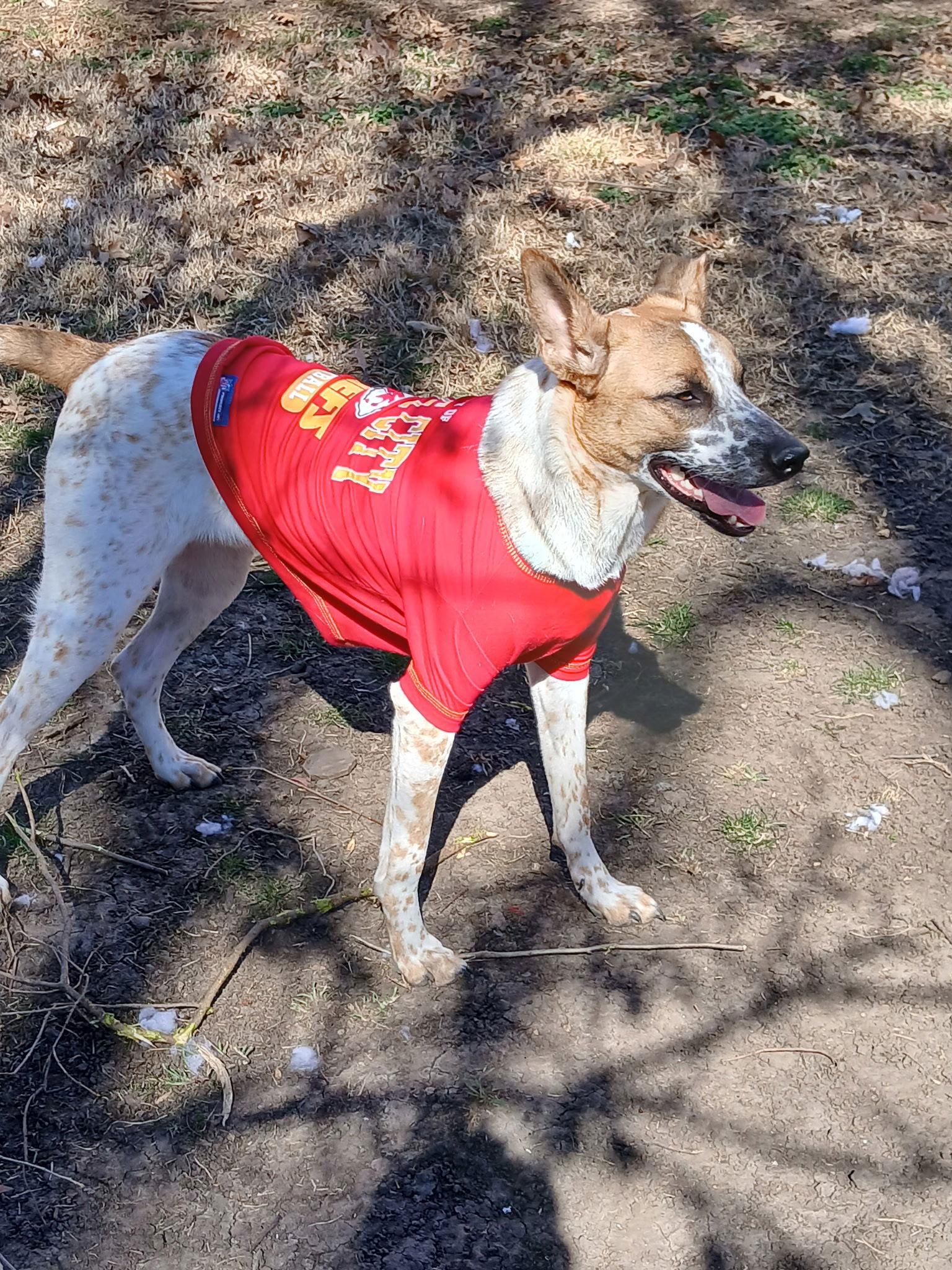 Henry, Adoptable, Adult Male Cattle Dog.
