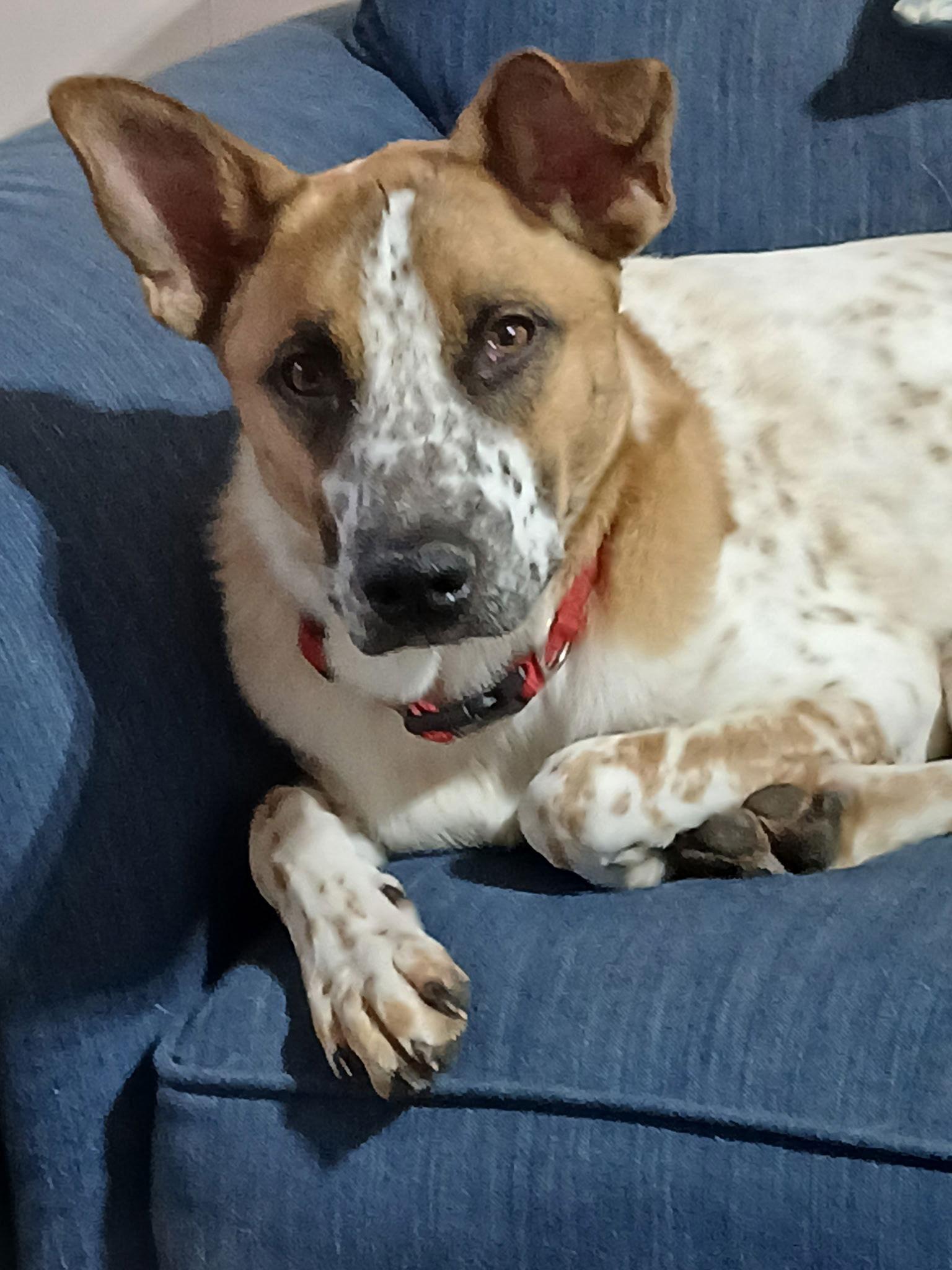 Enlarge Henry, a Adoptable Cattle Dog in Topeka, KS image 2/3
