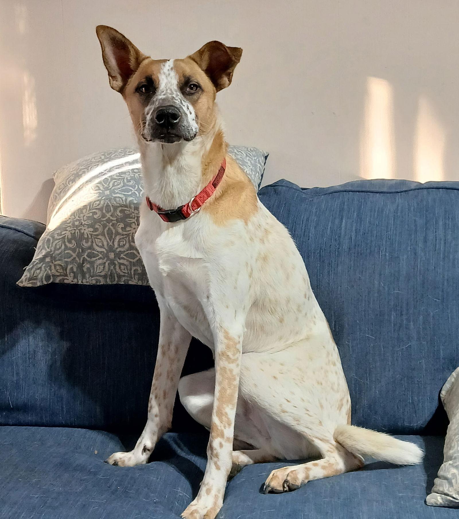 Enlarge Henry, a Adoptable Cattle Dog in Topeka, KS image 3/3