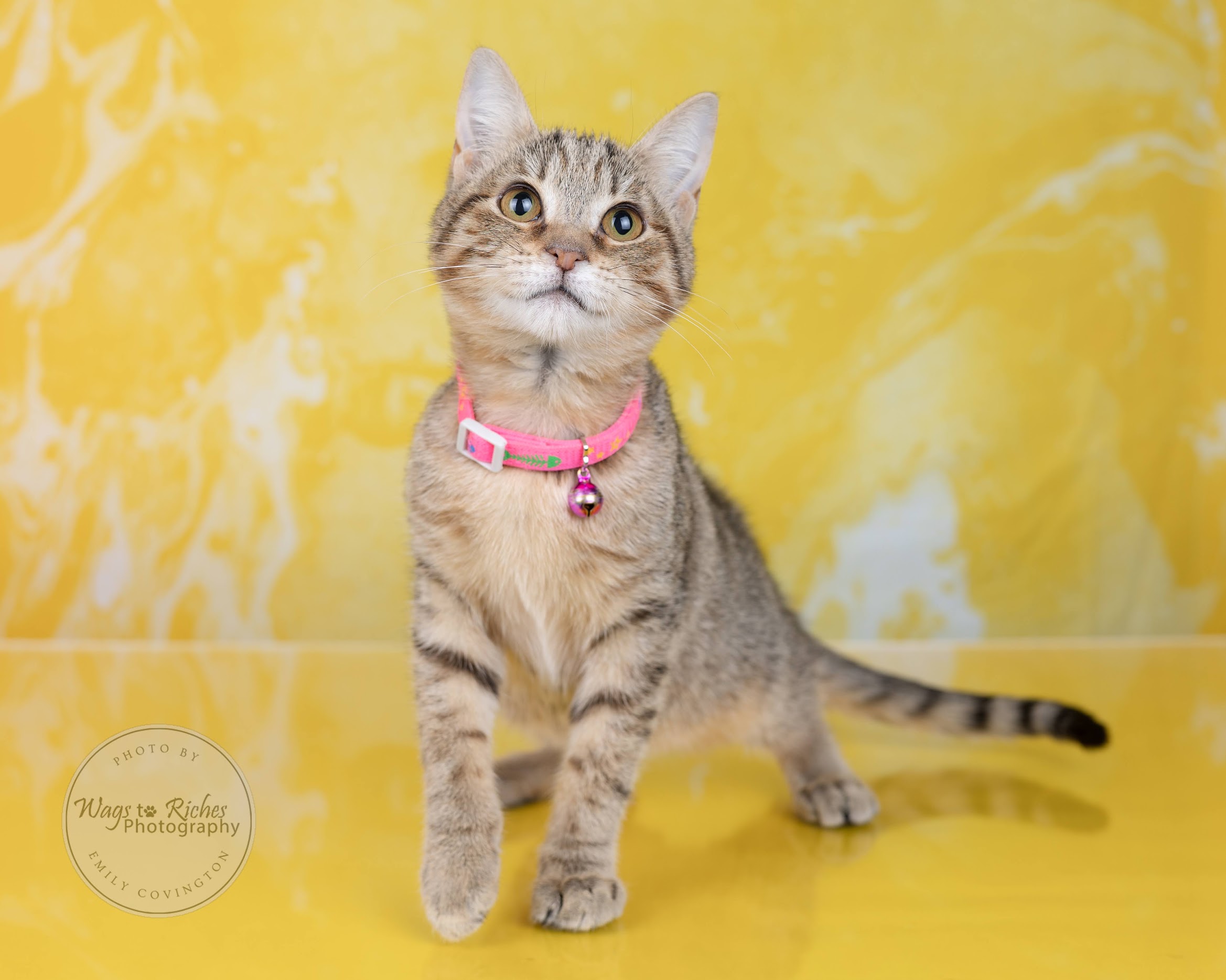 Pixie - Adopted, a Adoptable mixed breed in Johnston , RI image 4/6