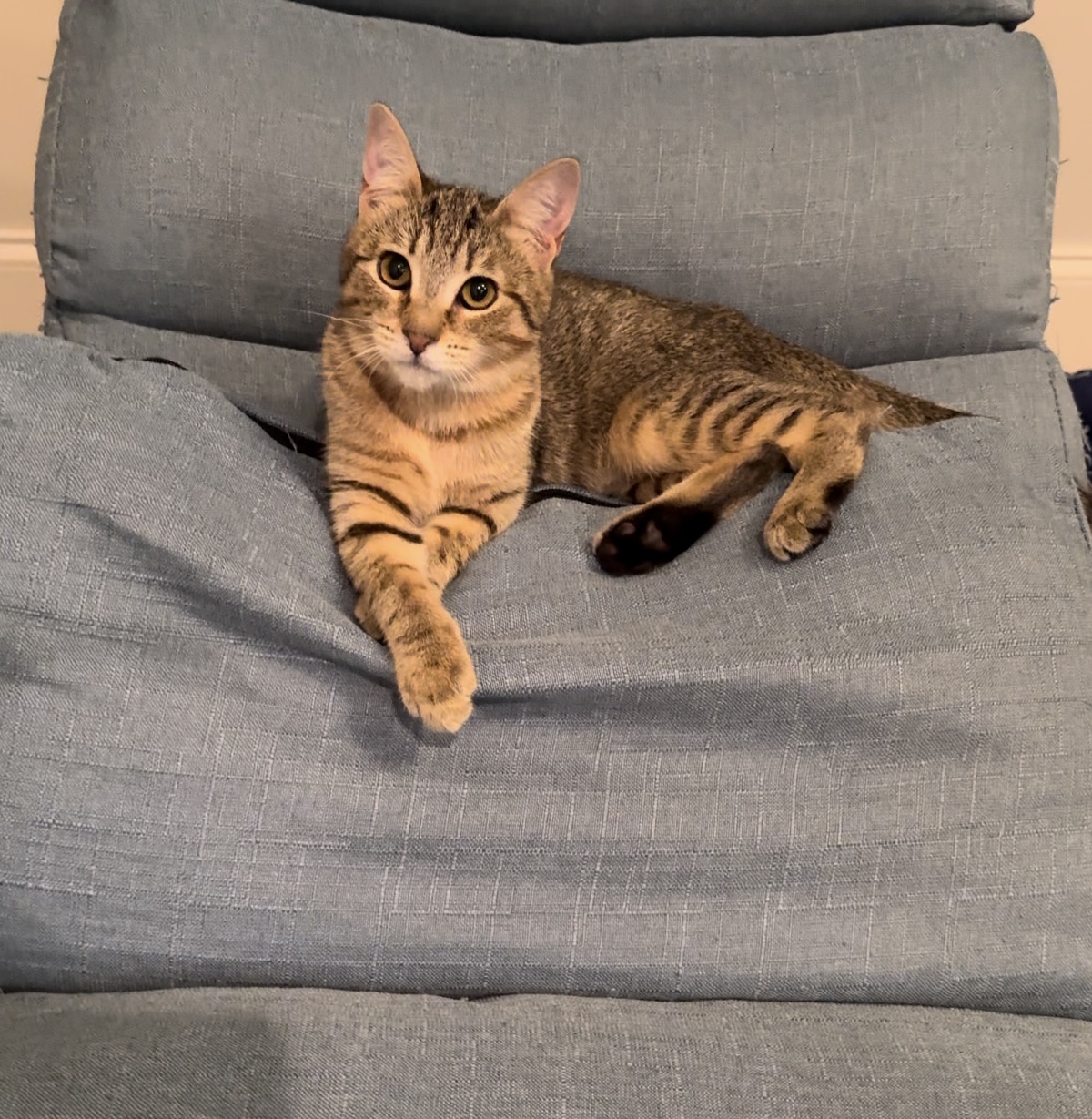 Pixie - Adopted, a Adoptable mixed breed in Johnston , RI image 6/6