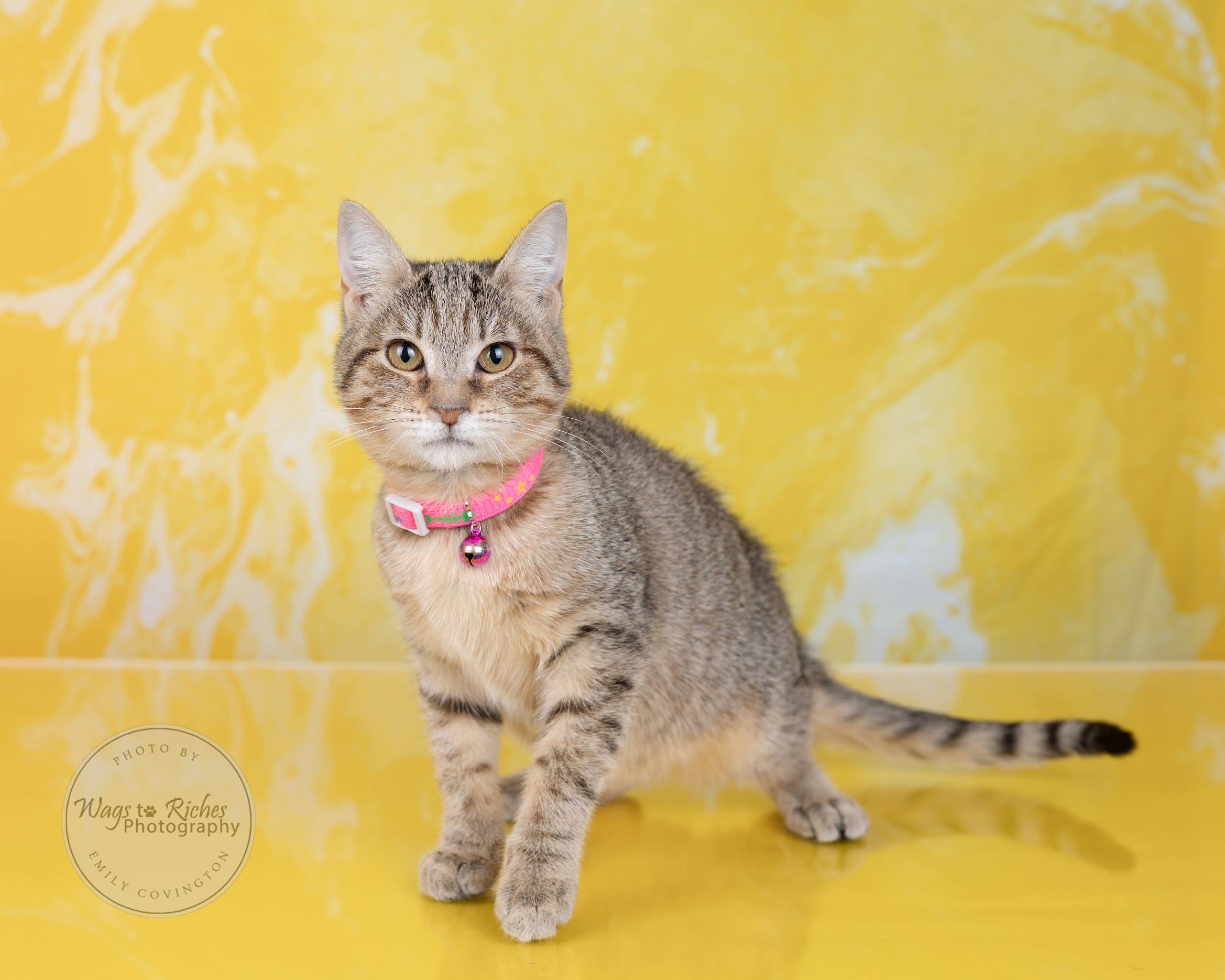 Pixie - Adopted, a Adoptable mixed breed in Johnston , RI image 1/6