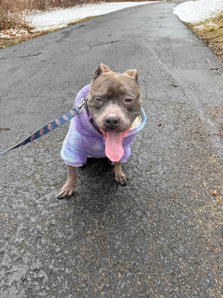 Nola, Adoptable, Senior Female Pit Bull Terrier.