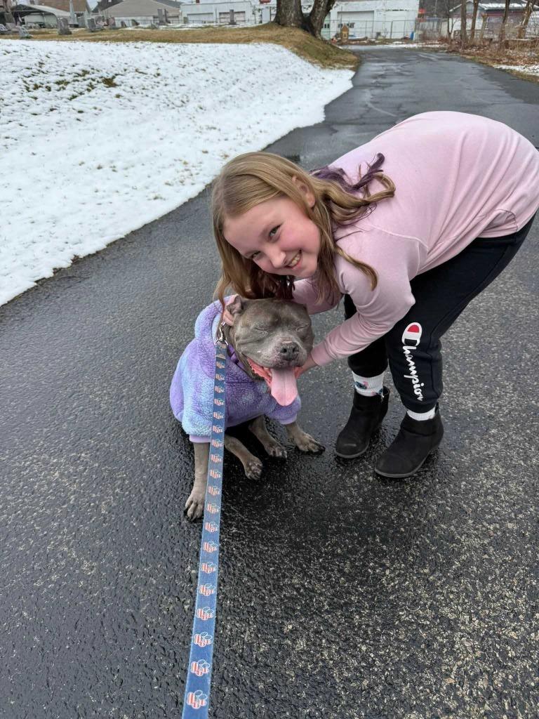 Enlarge Nola, a Adoptable Pit Bull Terrier in New Kensington, PA image 2/6