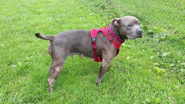 Enlarge Nola, a Adoptable Pit Bull Terrier in New Kensington, PA image 3/6