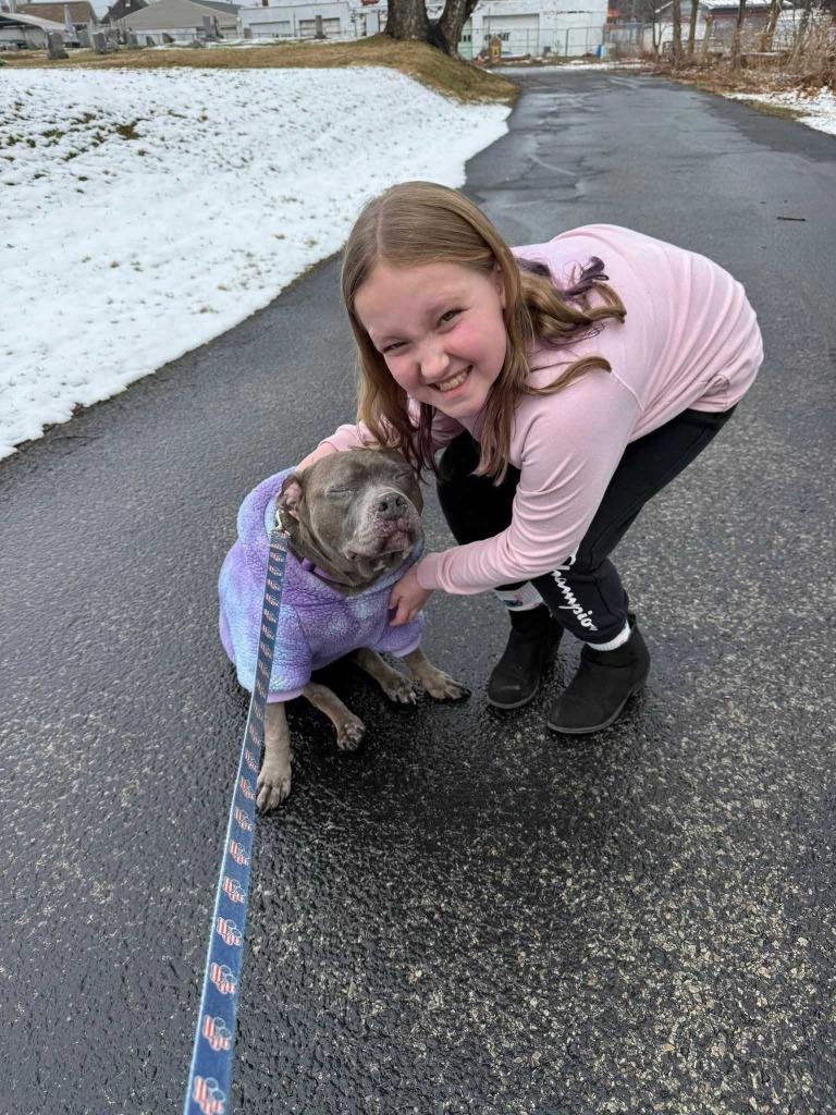 Enlarge Nola, a Adoptable Pit Bull Terrier in New Kensington, PA image 4/6