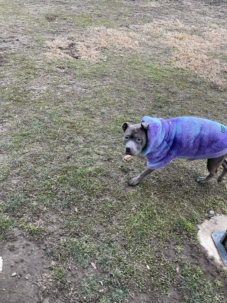 Enlarge Nola, a Adoptable Pit Bull Terrier in New Kensington, PA image 5/6