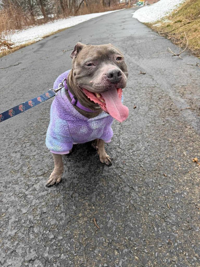 Enlarge Nola, a Adoptable Pit Bull Terrier in New Kensington, PA image 6/6