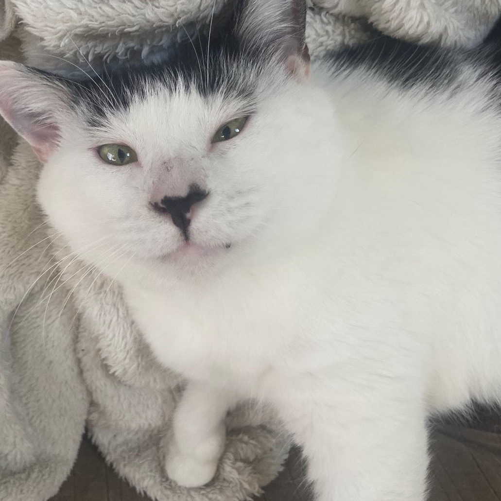 Enlarge Harriet, a Adoptable Domestic Short Hair in Levittown, PA image 1/1