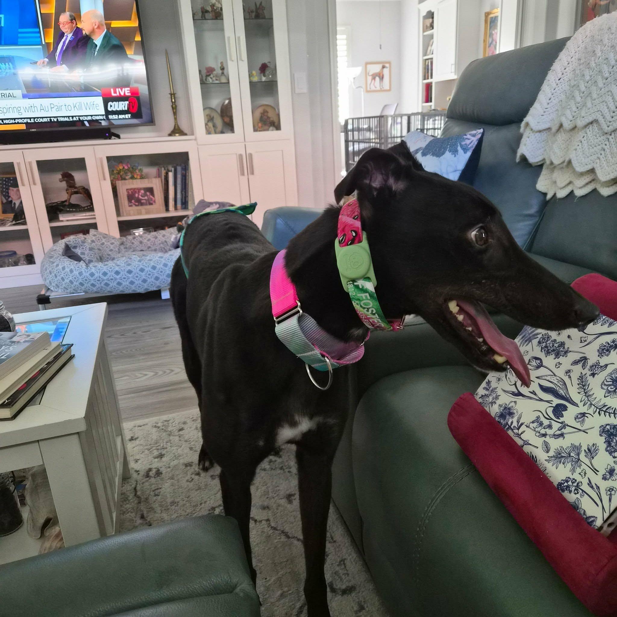 Enlarge Blacknose Robin (Robin), an adopted Greyhound in North Port, FL image 2/3