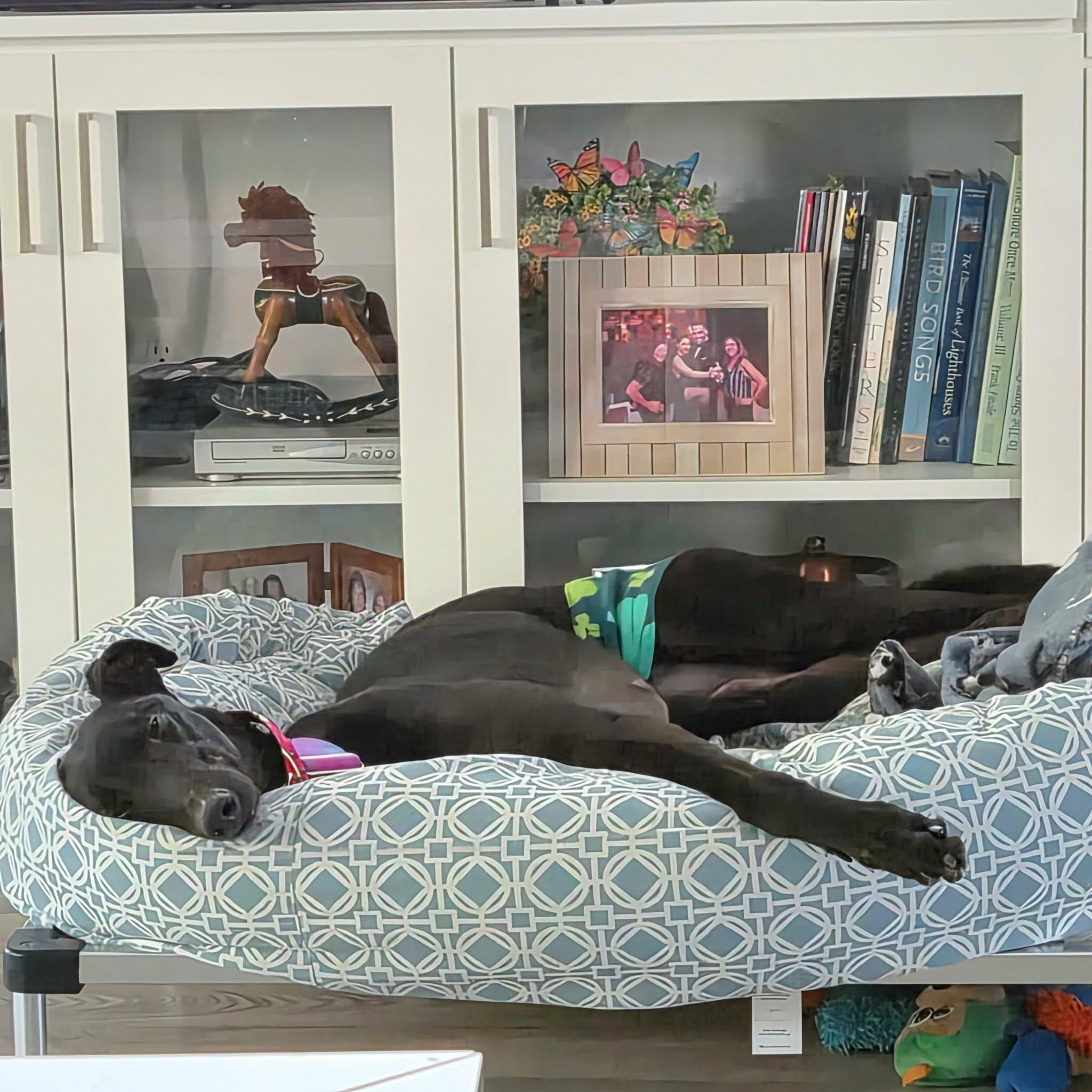 Enlarge Blacknose Robin (Robin), an adopted Greyhound in North Port, FL image 1/3