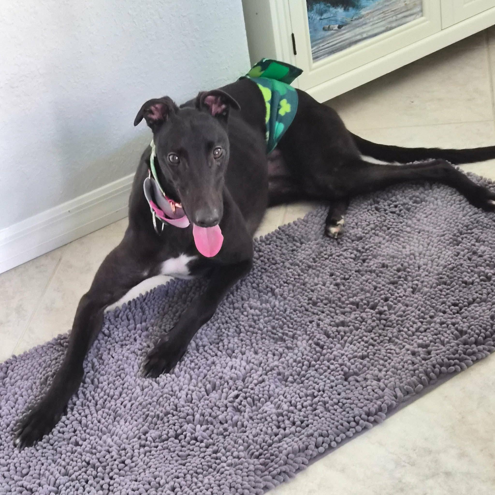 Enlarge Blacknose Robin (Robin), an adopted Greyhound in North Port, FL image 3/3