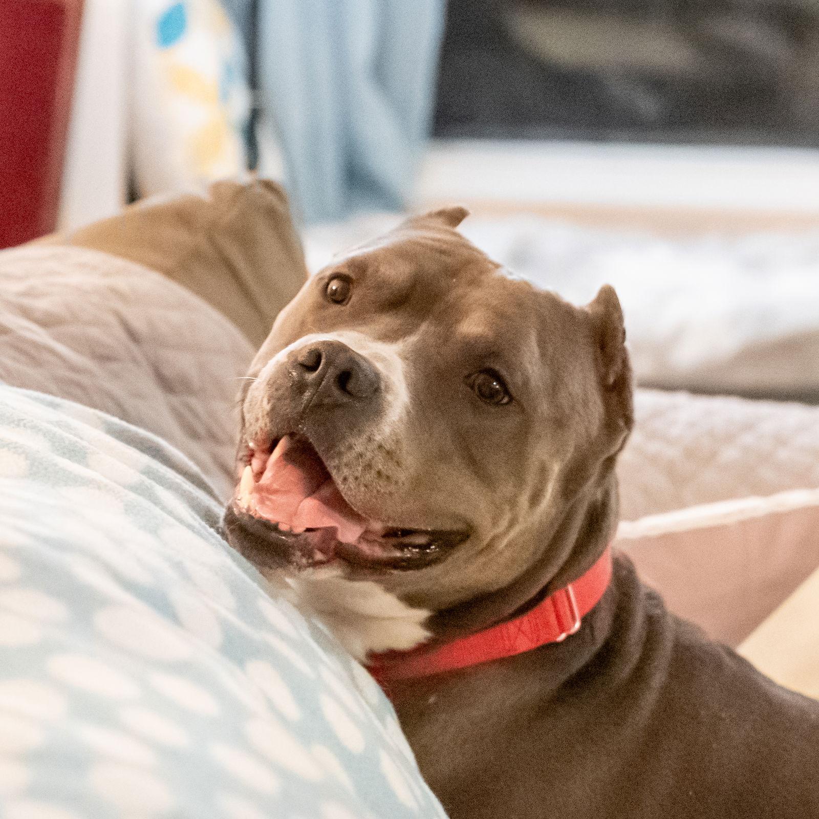 Enlarge Miller, a Adoptable Pit Bull Terrier in Golden Valley, MN image 1/3
