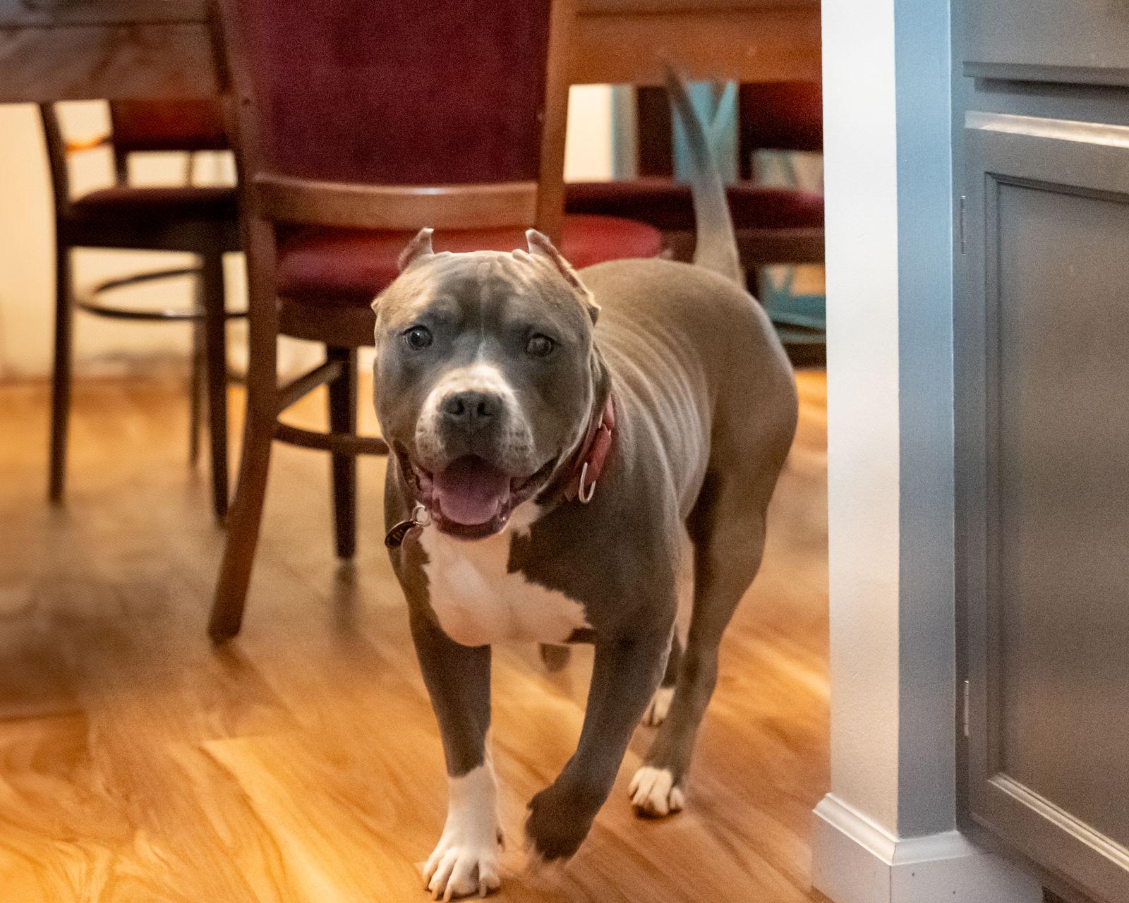 Enlarge Miller, a Adoptable Pit Bull Terrier in Golden Valley, MN image 3/3