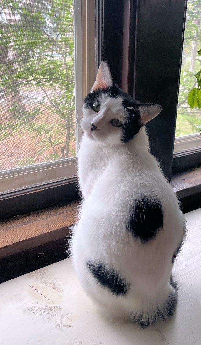 Enlarge Nala, an adoptable Domestic Short Hair in White Bear Lake, MN image 6/6