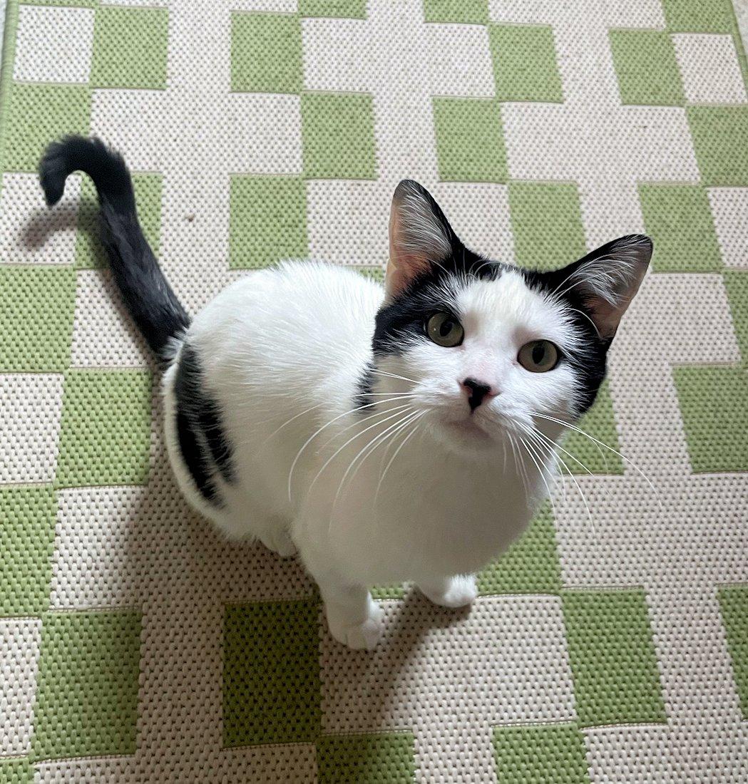 Enlarge Nala, an adoptable Domestic Short Hair in White Bear Lake, MN image 2/6